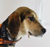Dickens Puppy