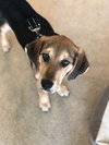 Dickens Puppy
