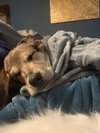 Dickens Puppy