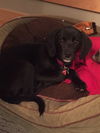 Godiva Puppy - Foster Needed!