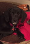 Godiva Puppy - Foster Needed!