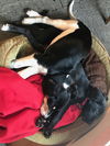 Godiva Puppy - Foster Needed!