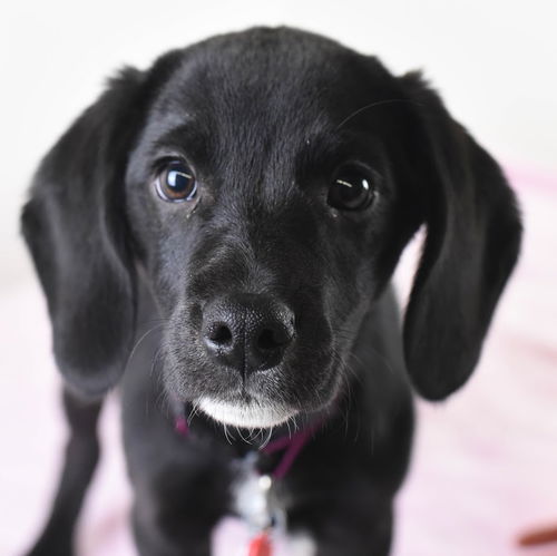 Godiva Puppy - Foster Needed!