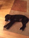 Godiva Puppy - Foster Needed!