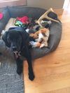 Godiva Puppy - Foster Needed!