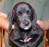 Sprout Puppy
