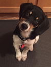 Chumley Puppy