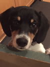Chumley Puppy