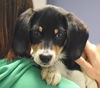 Chumley Puppy