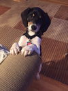 Chumley Puppy