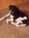 Chumley Puppy