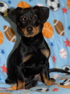 Frankie