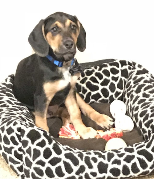 Bennett Puppy
