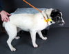 Levy Pup