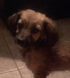 Dumpling Puppy