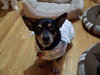 Kody