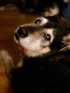 Rori