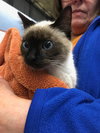 Athena the Kitten