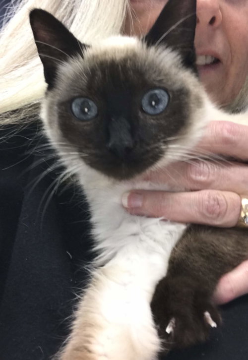 Athena the Kitten