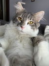 Tully