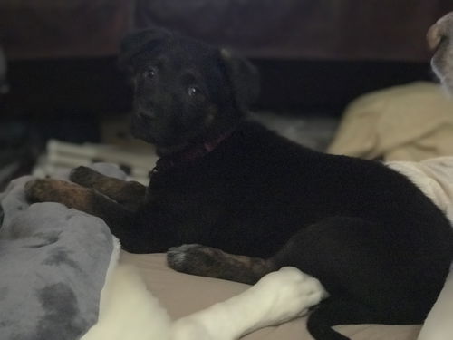 Virginia Puppy