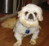 Ollie