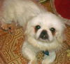 Ollie