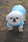 Ollie