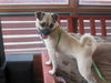 Gracie
