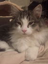 Buddy