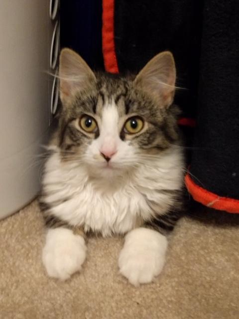 Penny