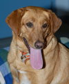 Lucy