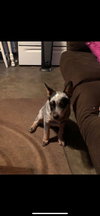 Gunny Puppy