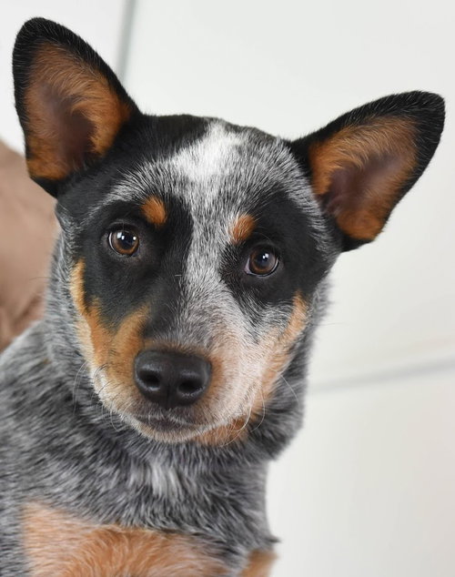 Gunny Puppy