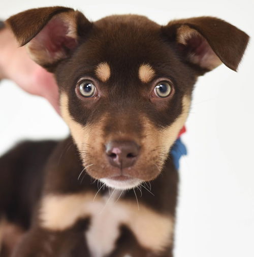 Makalu Puppy