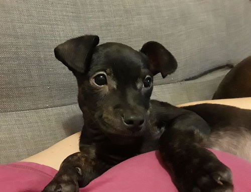Glenn Puppy