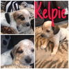 Kelpie