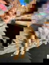 Dedo