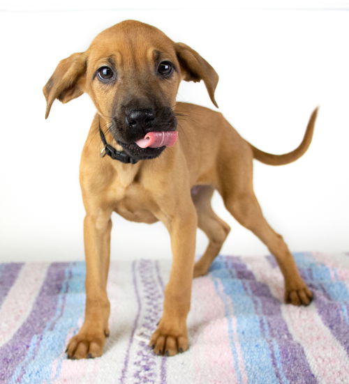 Gemini Puppy