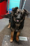Kingsly Pup