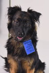 Kingsly Pup