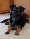 Kingsly Pup