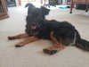 Kingsly Pup