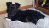 Kingsly Pup