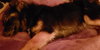 Kingsly Pup