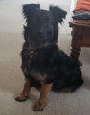Kingsly Pup