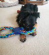 Kingsly Pup