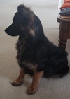 Kingsly Pup