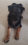 Kingsly Pup