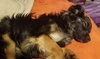 Kingsly Pup